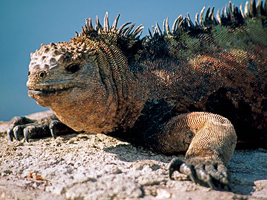 The Water Bowl: Dog Dies Saving Family in Fire; Plus, Iguana As a Service Animal?