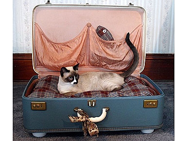 Etsy Fave! Suitcase Pet Beds Packed with Retro Style