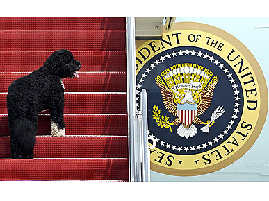 The Water Bowl: Bo Has the Run of Air Force One! Plus, Robbie Williams' Dog-Filled Wedding
