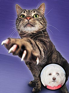 Ask Ethel: It's Impossible to Trim My Cat's Claws!