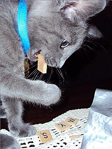 Animal D'Oh! Edgar the Cat Wants to Play Scrabble