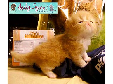 Daily Squee: Isabella Is Pocket-Sized, Itty-Bitty Champ