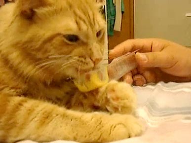 Wednesday's Funny Video: Cat Loves Processed Cheese