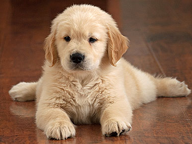 Photo Contest: Show Us Your Adopted Dogs!