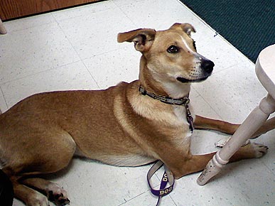 Adopt Me! Casey Is a Pretty Perfect Puppy