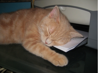 Caption Contest: Cat Loves Napping at the Office
