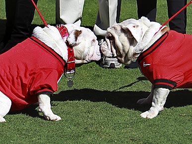 Uga VIII Takes Over as Georgia's New Top Dog
