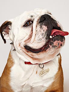 Say My Name: Chic Dog Tags Give Collars Some Flair
