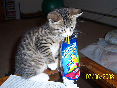 Animal D'Oh! Chico the Kitten Takes a Juice Break