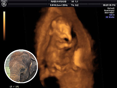 Have You Ever Seen an Elephant Ultrasound?