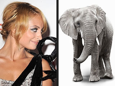 So About That Elephant at Nicole Richie's Wedding