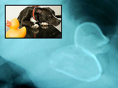 Dog Swallows Rubber Duck – And Stomachs It for 9 Months