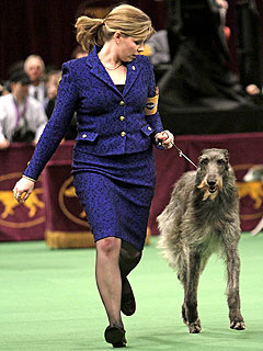 Hickory Deerhound Westminster