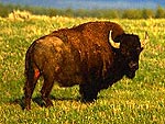 The Best Places to See Wildlife in America
