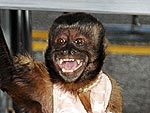 Hangover 2's Monkey Steals the Red Carpet