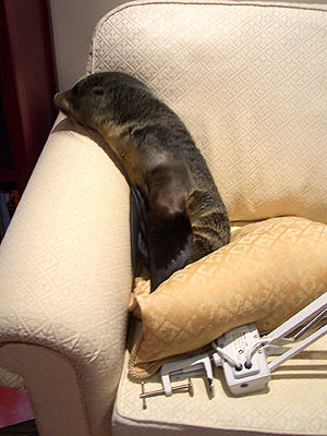 Wandering Seal Pup Walks Into New Zealand Home