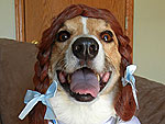 Spooky Farm! Pets Get Dressed for Halloween