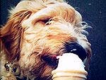 I Scream, You Scream ... All We Want Is Ice Cream!