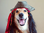 Arrr! 12 Pets Who Talk Like Pirates