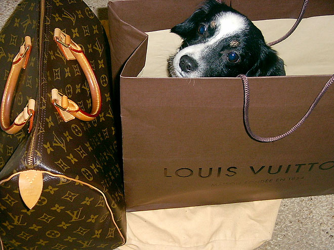 Pets Shop 'Til They Drop!