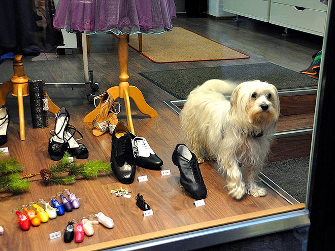 Pets Shop 'Til They Drop!