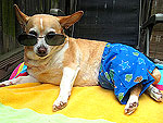 Puppies: The Swimsuit Edition!