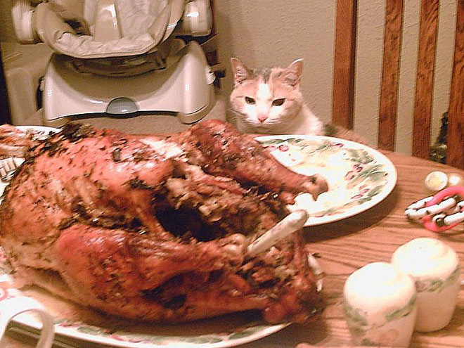 Pet vs. Turkey: 22 Hungry Stare-Downs