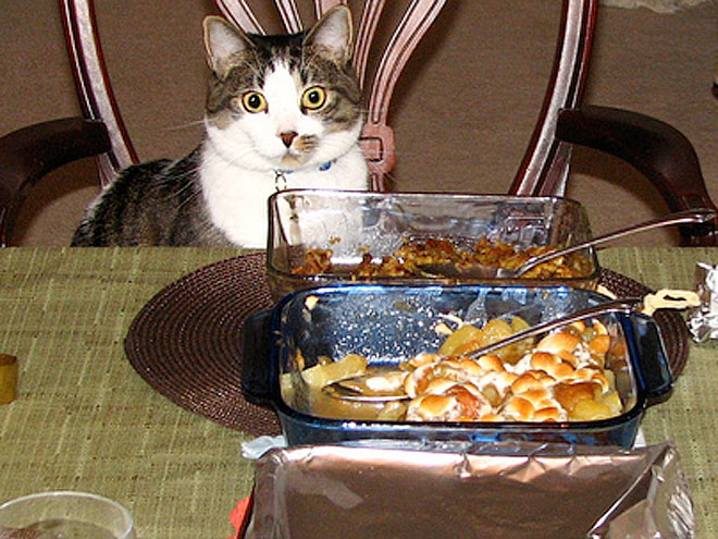 Pet vs. Turkey: 22 Hungry Stare-Downs