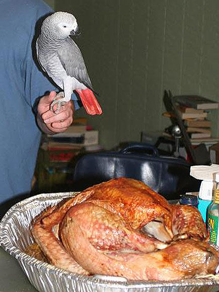 Pet vs. Turkey: 22 Hungry Stare-Downs