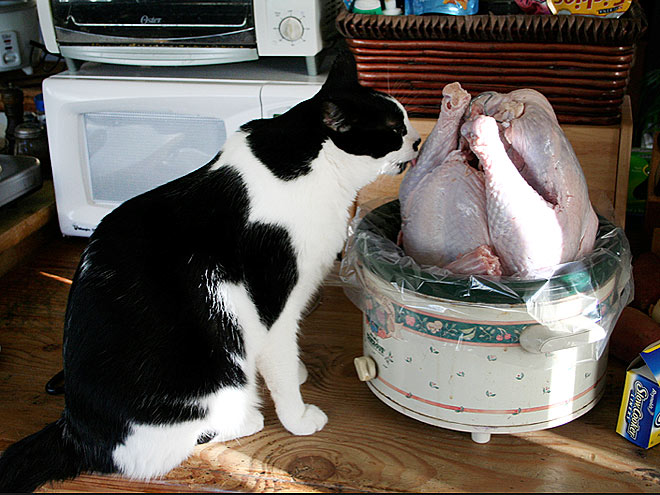 Pet vs. Turkey: 22 Hungry Stare-Downs