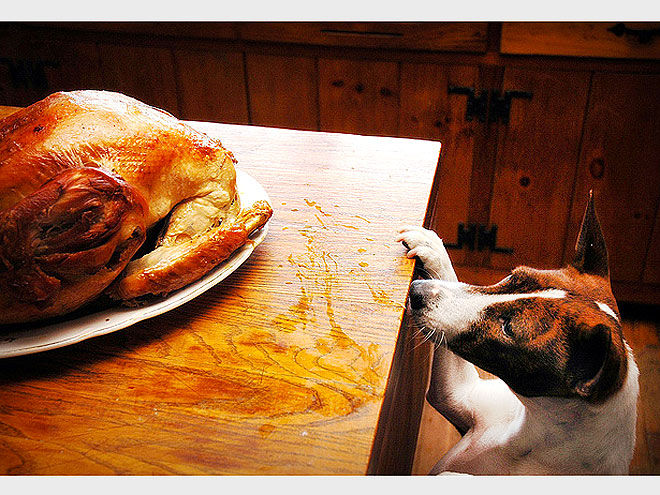 Pet vs. Turkey: 22 Hungry Stare-Downs