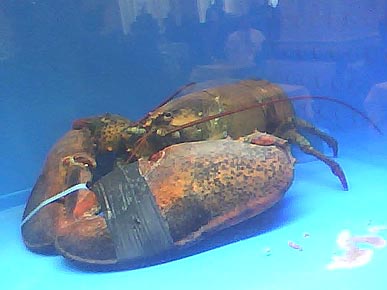 Larry the 70-Year-Old Lobster Will Not Be Eaten
