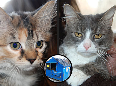 Adopt Us! Cats Maggie and Rose Are Back from the Brink