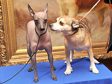 Get to Know the AKC's Newest Breeds