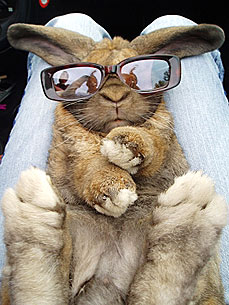Meet a Member: An American in Florence Buddies Up to a Bunny