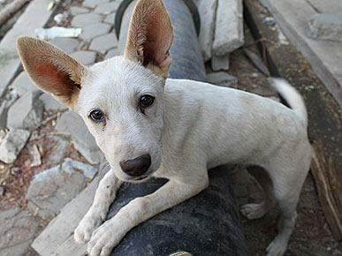 Animals in Egypt Are Victims in Uprising Too