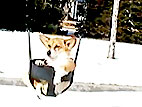 Wednesday's Funny Video: Corgi on a Swing!