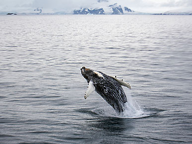 The Water Bowl: Loneliest Whale in the World Sings Alone; Plus, Tattooed Pigs!