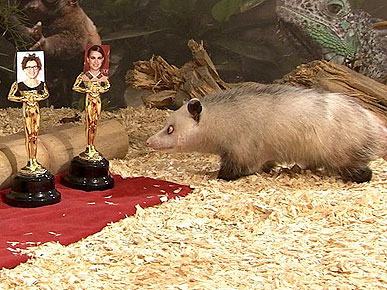 Heidi the Cross-Eyed Possum Predicts Oscar Winners!