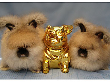 Caption Contest: Bunny Gold Rush!