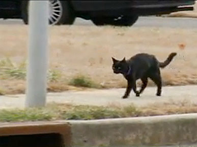 Running Cat Goes the Distance – and Trains Every Day
