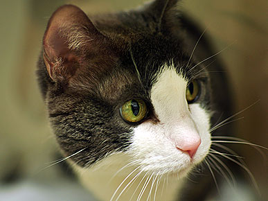 Adopt Me! Avina the Cat Seeks Solace from City Life