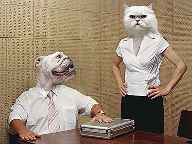 So ... Are You a Dog or a Cat?