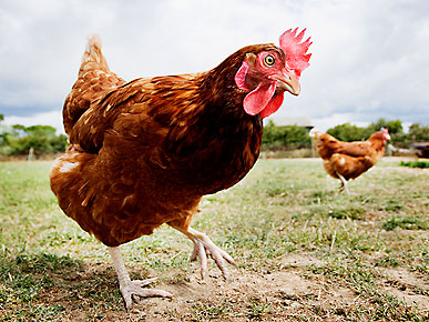 The Water Bowl: Can a Chicken Feel Your Pain? Plus, 60-Year-Old Albatross Gives Birth
