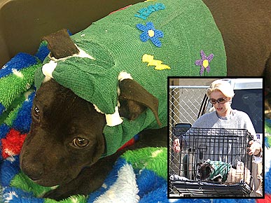 EXCLUSIVE: Katherine Heigl Rescues a Bait Dog