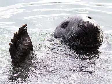 He's Wide Open! Charlie the Seal Waves for Fish