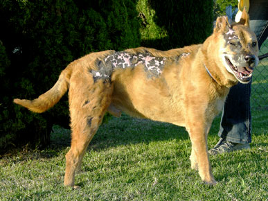 Adopt Me! Burned In a Fire, Hachi the 'Terminator' Dog Is a Survivor