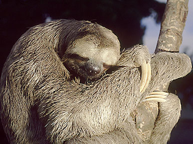 The Water Bowl: How Sleepy are Sloths? Plus, Animals Playing Basketball!