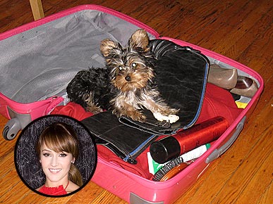 PHOTO: Meet the Bachelorette's New Puppy!