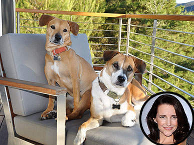 Kristin Davis's Dogs Have Her 'Well-Trained'